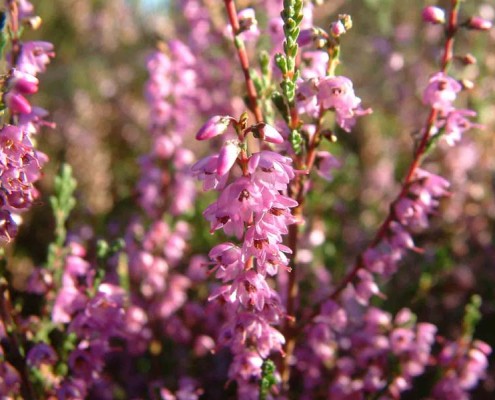 heather-in-the-lueneburger-heide-800-600-100-nc-c-WMuWhk